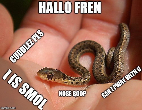 HALLO FREN; CUDDLEZ PLS; CAN I PWAY WITH U; I IS SMOL; NOSE BOOP | image tagged in smol snek,snakes,small,cute,animals,funny animals | made w/ Imgflip meme maker