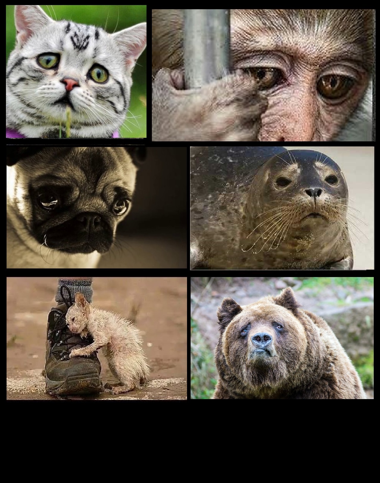 Sad Animals Meme Generator - Imgflip