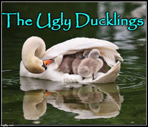 Baby Swans are Cygnets. The Male is a Cob. The Female is a Pen. | The Ugly Ducklings | image tagged in vince vance,female swan is a pen,male swan is a cob,swans,baby swans are cygnets | made w/ Imgflip meme maker