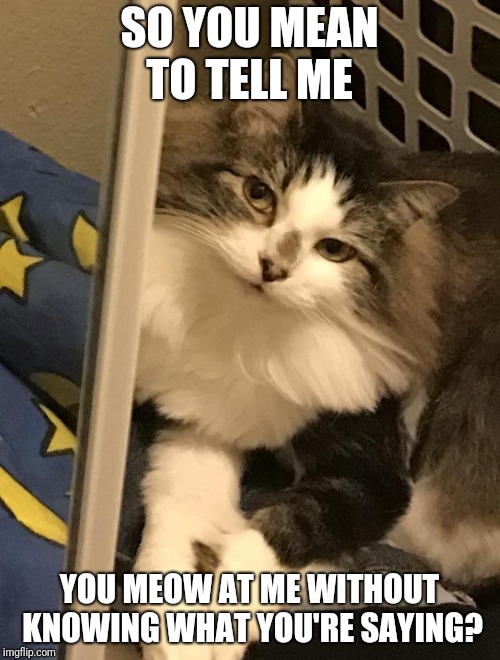 SO YOU MEAN TO TELL ME; YOU MEOW AT ME WITHOUT KNOWING WHAT YOU'RE SAYING? | made w/ Imgflip meme maker