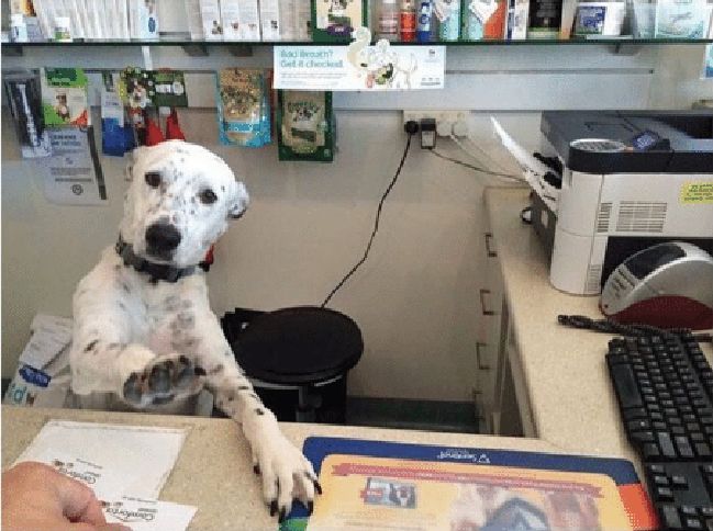 Dog Receptionist Blank Meme Template