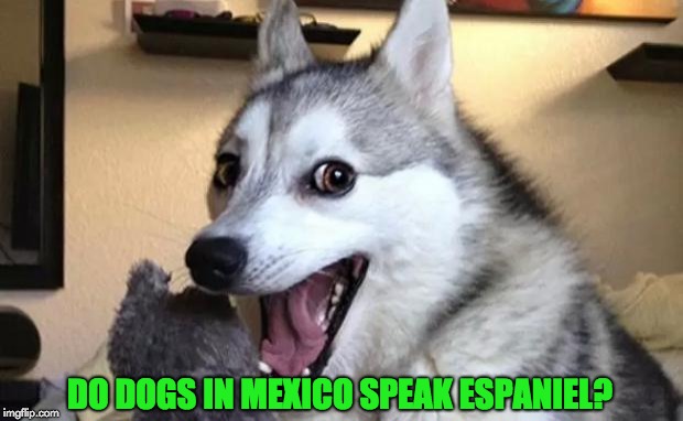 Pun dog - husky | DO DOGS IN MEXICO SPEAK ESPANIEL? | image tagged in pun dog - husky | made w/ Imgflip meme maker