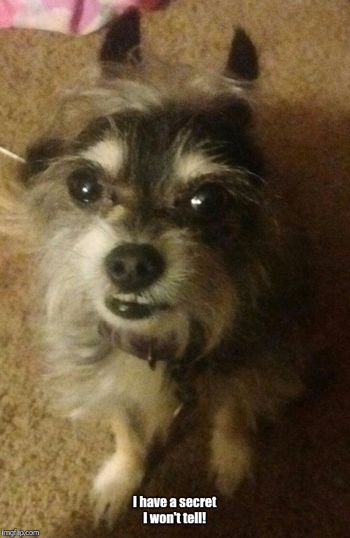 Smiling Dog | I have a secret I won't tell! | image tagged in smiling dog | made w/ Imgflip meme maker