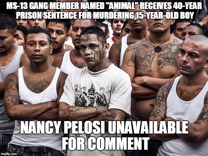 ms-13 dreamers daca | MS-13 GANG MEMBER NAMED "ANIMAL" RECEIVES 40-YEAR PRISON SENTENCE FOR MURDERING 15-YEAR-OLD BOY; NANCY PELOSI UNAVAILABLE FOR COMMENT | image tagged in ms-13 dreamers daca | made w/ Imgflip meme maker