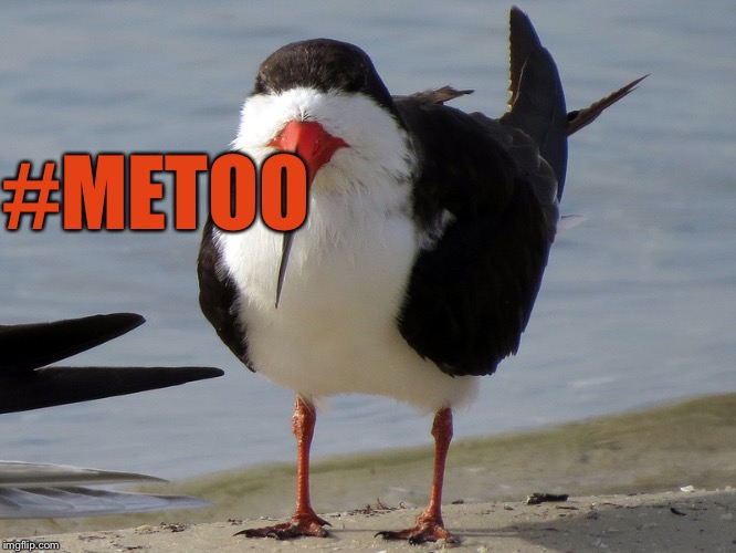 Even Less Popular Opinion Bird | #METOO | image tagged in even less popular opinion bird | made w/ Imgflip meme maker