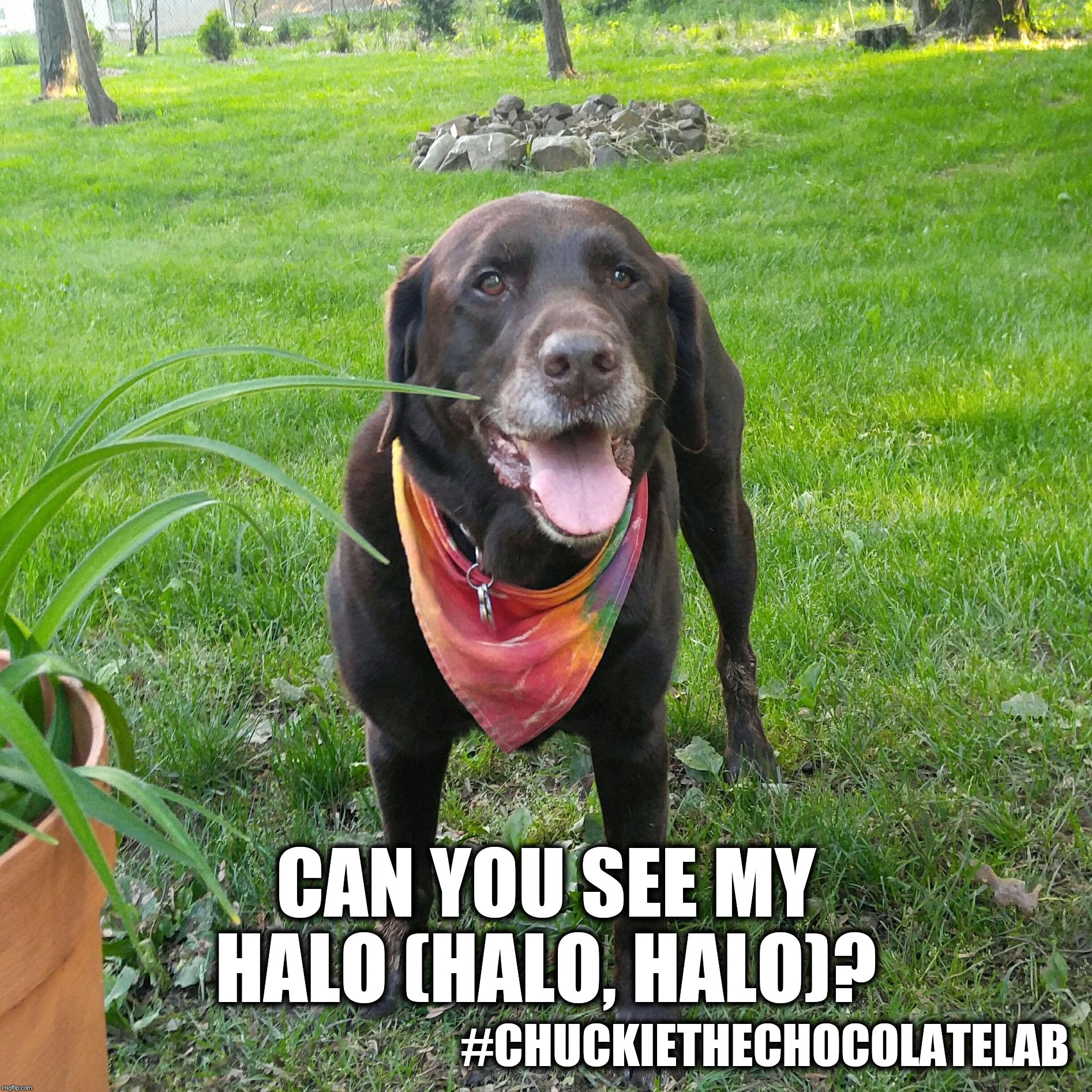 Can you see my halo?  | CAN YOU SEE MY HALO (HALO, HALO)? #CHUCKIETHECHOCOLATELAB | image tagged in chuckie the chocolate lab,halo,beyonce,funny,dogs,memes | made w/ Imgflip meme maker