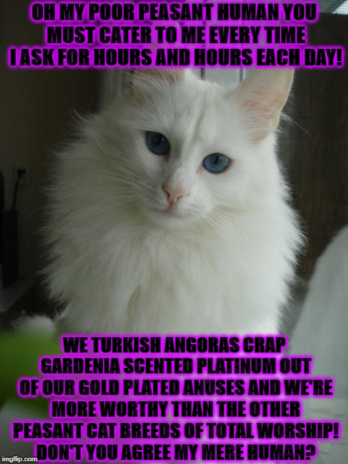OH MY POOR PEASANT HUMAN YOU MUST CATER TO ME EVERY TIME I ASK FOR HOURS AND HOURS EACH DAY! WE TURKISH ANGORAS CRAP GARDENIA SCENTED PLATINUM OUT OF OUR GOLD PLATED ANUSES AND WE'RE MORE WORTHY THAN THE OTHER PEASANT CAT BREEDS OF TOTAL WORSHIP! DON'T YOU AGREE MY MERE HUMAN? | image tagged in gold plated anus | made w/ Imgflip meme maker