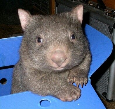 Wombat in a chair Blank Meme Template