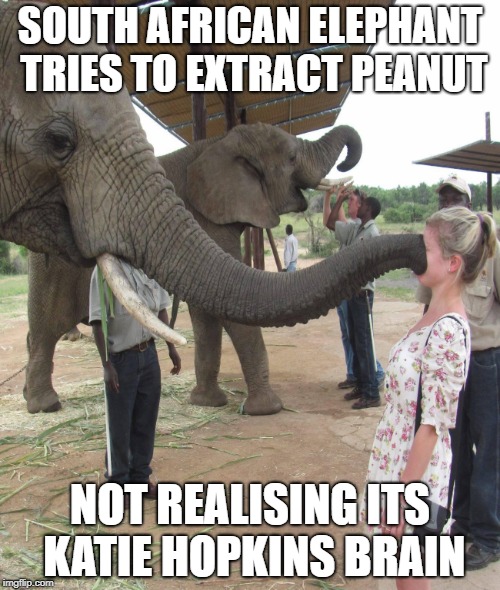 Peanut brain | SOUTH AFRICAN ELEPHANT TRIES TO EXTRACT PEANUT; NOT REALISING ITS KATIE HOPKINS BRAIN | image tagged in katie hopkins,funny | made w/ Imgflip meme maker