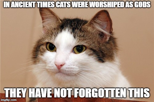Pratchett was right! | IN ANCIENT TIMES CATS WERE WORSHIPED AS GODS; THEY HAVE NOT FORGOTTEN THIS | image tagged in cat,gods,god,memes,terry pratchett,discworld | made w/ Imgflip meme maker
