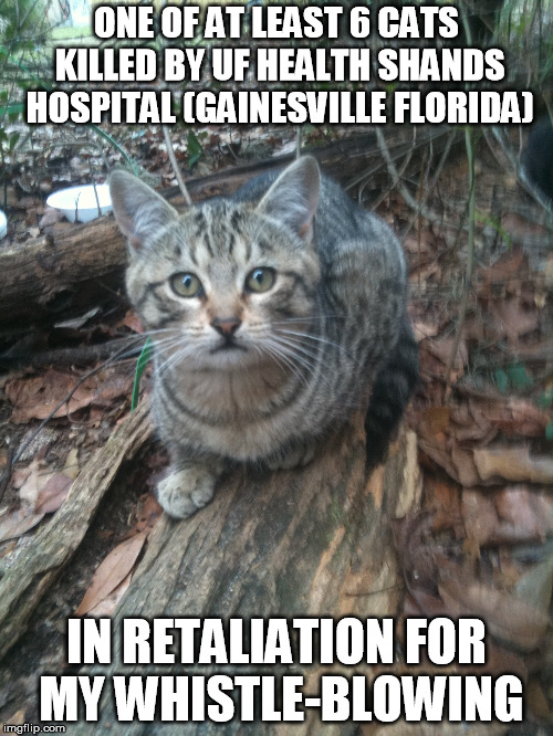 ONE OF AT LEAST 6 CATS KILLED BY UF HEALTH SHANDS HOSPITAL (GAINESVILLE FLORIDA); IN RETALIATION FOR MY WHISTLE-BLOWING | image tagged in ufhealth ufhealthshands freemasons harassment | made w/ Imgflip meme maker