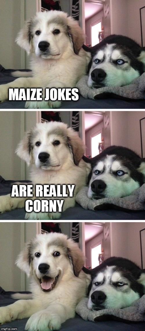 Bad pun dogs | MAIZE JOKES; ARE REALLY CORNY | image tagged in bad pun dogs | made w/ Imgflip meme maker