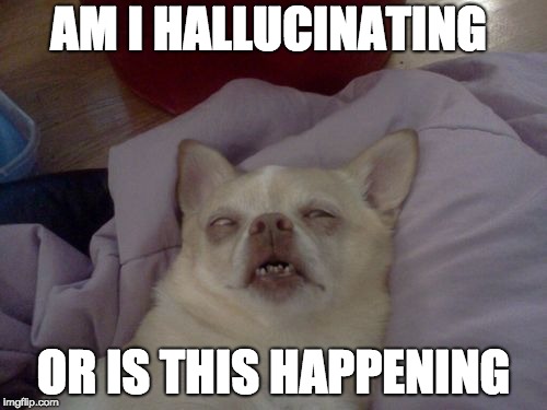 dog passed out sick  | AM I HALLUCINATING; OR IS THIS HAPPENING | image tagged in dog passed out sick | made w/ Imgflip meme maker