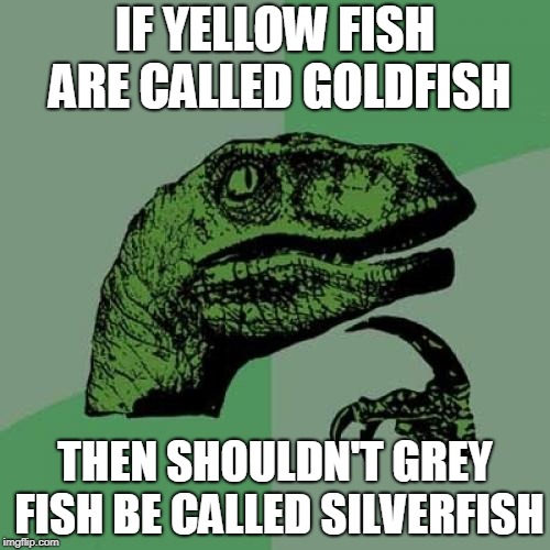 Philosoraptor | IF YELLOW FISH ARE CALLED GOLDFISH; THEN SHOULDN'T GREY FISH BE CALLED SILVERFISH | image tagged in memes,philosoraptor | made w/ Imgflip meme maker