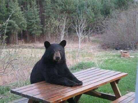 Bear sitting at picnic table Blank Meme Template