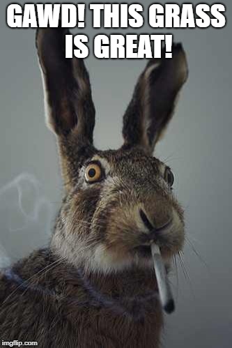 Gawds Great Grass! | GAWD! THIS GRASS IS GREAT! | image tagged in rabbit smoking,grass | made w/ Imgflip meme maker