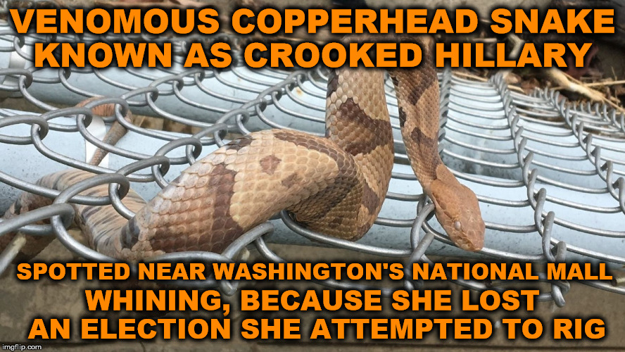 VENOMOUS COPPERHEAD SNAKE KNOWN AS CROOKED HILLARY; SPOTTED NEAR WASHINGTON'S NATIONAL MALL; WHINING, BECAUSE SHE LOST   AN ELECTION SHE ATTEMPTED TO RIG | image tagged in crooked hillary,crookedhillary,hillary,hillary clinton | made w/ Imgflip meme maker