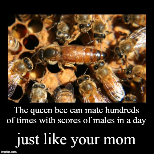 Untitled  | image tagged in demotivationals,bees,birds and bees,your mom,yo mama | made w/ Imgflip demotivational maker