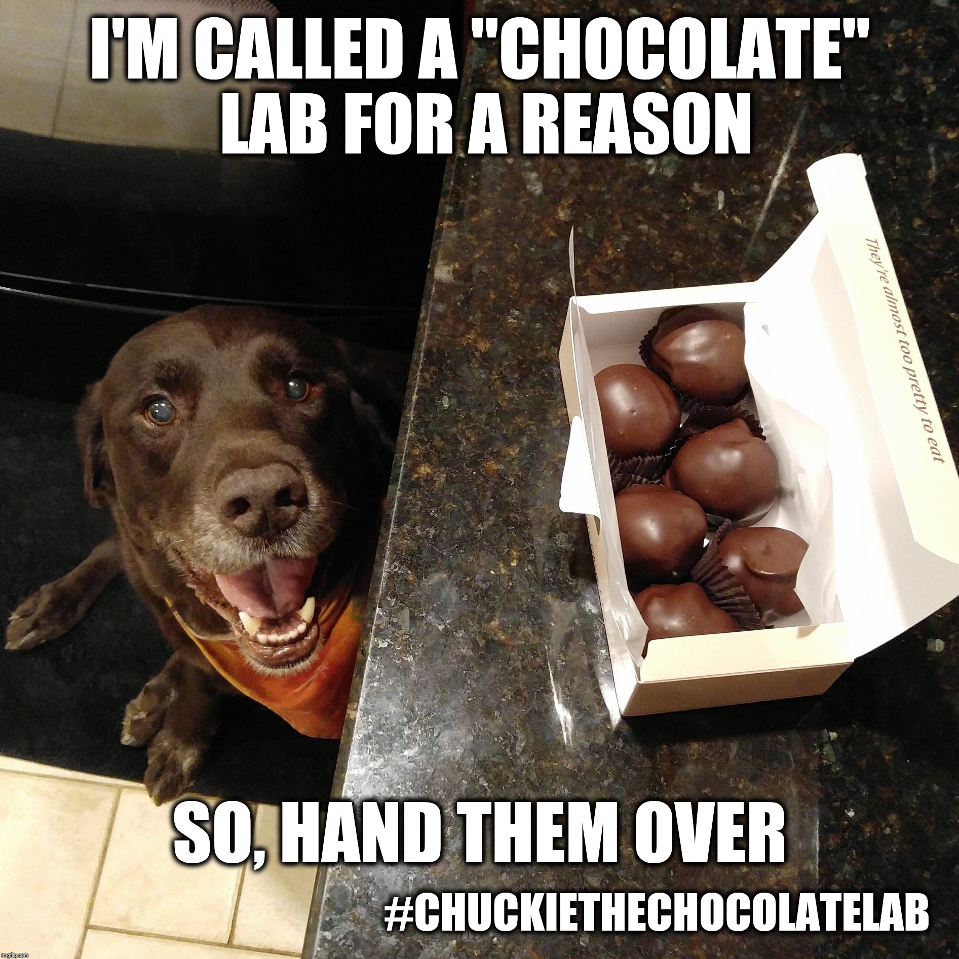Chocolate!  | I'M CALLED A "CHOCOLATE" LAB FOR A REASON; SO, HAND THEM OVER; #CHUCKIETHECHOCOLATELAB | image tagged in chuckie the chocolate lab,chocolate,dogs,funny,memes | made w/ Imgflip meme maker