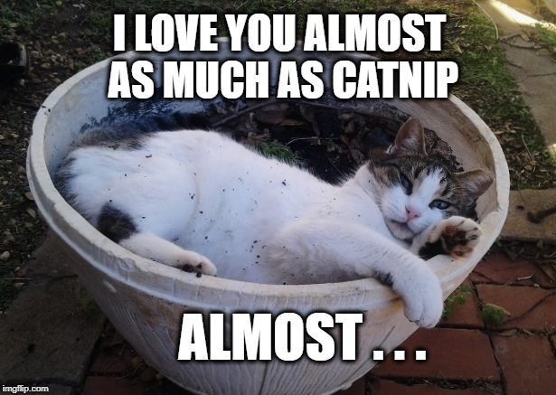 I LOVE YOU ALMOST AS MUCH AS CATNIP; ALMOST . . . | image tagged in cat,i love you,catnip,almost,funny cat,what if i told you | made w/ Imgflip meme maker