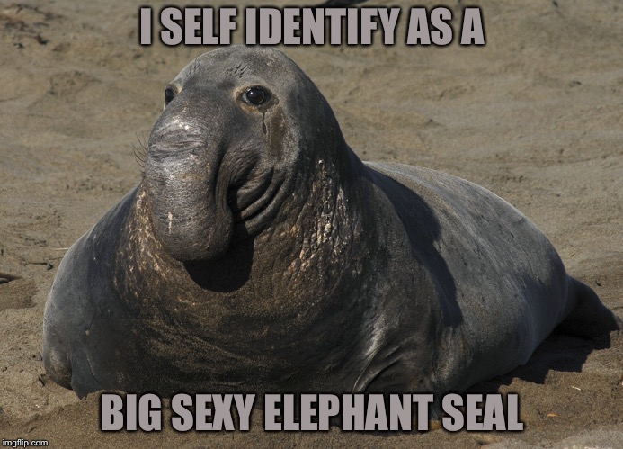 I SELF IDENTIFY AS A BIG SEXY ELEPHANT SEAL | made w/ Imgflip meme maker