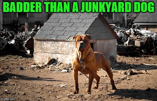 BADDER THAN A JUNKYARD DOG | made w/ Imgflip meme maker