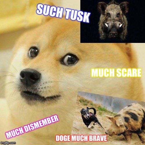 Doge | SUCH TUSK; MUCH SCARE; MUCH DISMEMBER; DOGE MUCH BRAVE | image tagged in memes,doge | made w/ Imgflip meme maker