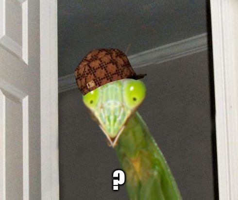 Scumbag Mantis | ? | image tagged in scumbag mantis | made w/ Imgflip meme maker
