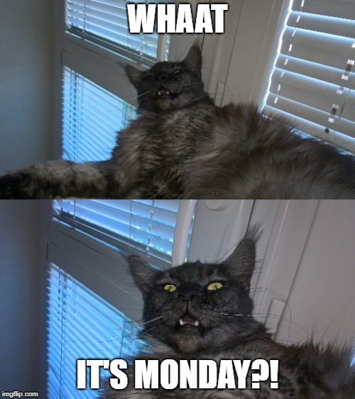 Monday morning | WHAAT; IT'S MONDAY?! | image tagged in memes,i hate mondays,cats,funny animals | made w/ Imgflip meme maker
