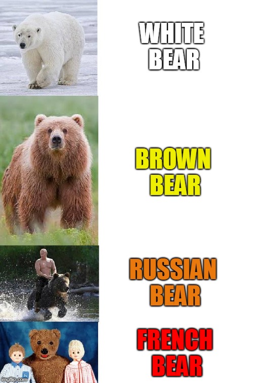 Bears dangerosity | WHITE BEAR; BROWN BEAR; RUSSIAN BEAR; FRENCH BEAR | image tagged in bear,vladimir putin | made w/ Imgflip meme maker