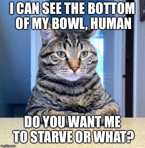 Serious Cat | I CAN SEE THE BOTTOM OF MY BOWL, HUMAN; DO YOU WANT ME TO STARVE OR WHAT? | image tagged in serious cat,cats,caturday | made w/ Imgflip meme maker