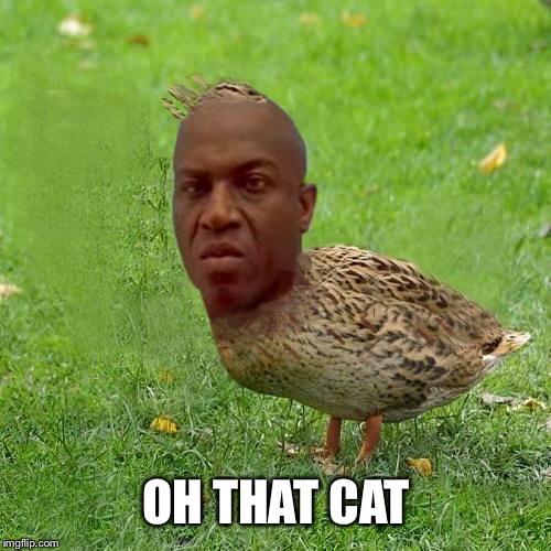 Deebo Duck - coolbullshit | OH THAT CAT | image tagged in deebo duck - coolbullshit | made w/ Imgflip meme maker