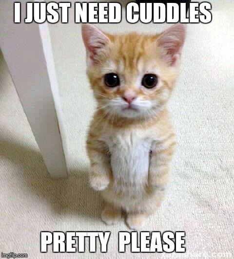 Cute Cat | I JUST NEED CUDDLES; PRETTY  PLEASE | image tagged in memes,cute cat | made w/ Imgflip meme maker