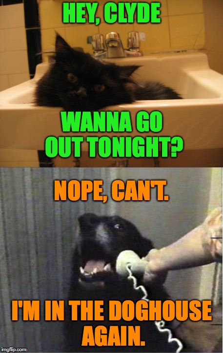 Story Of My Life (but it's sure fun getting there!!) | HEY, CLYDE; WANNA GO OUT TONIGHT? NOPE, CAN'T. I'M IN THE DOGHOUSE AGAIN. | image tagged in kitty cat | made w/ Imgflip meme maker