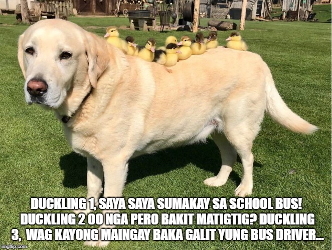 DUCKLING 1, SAYA SAYA SUMAKAY SA SCHOOL BUS! DUCKLING 2 OO NGA PERO BAKIT MATIGTIG? DUCKLING 3,  WAG KAYONG MAINGAY BAKA GALIT YUNG BUS DRIVER... | image tagged in dog and ducklings | made w/ Imgflip meme maker