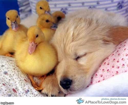 image tagged in dog and ducklings | made w/ Imgflip meme maker