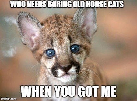 cute baby puma | WHO NEEDS BORING OLD HOUSE CATS; WHEN YOU GOT ME | image tagged in baby puma | made w/ Imgflip meme maker