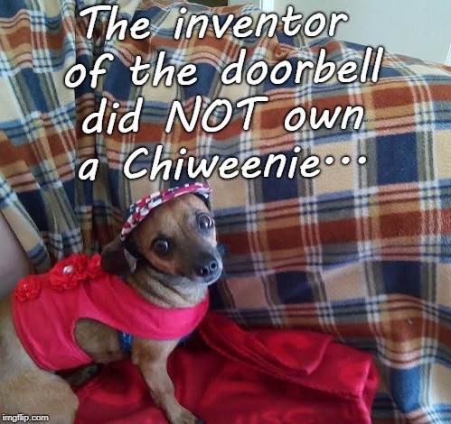 Can't help it... |  The inventor of the doorbell did NOT own a Chiweenie... | image tagged in doorbell,chiweenie,inventor,barking | made w/ Imgflip meme maker
