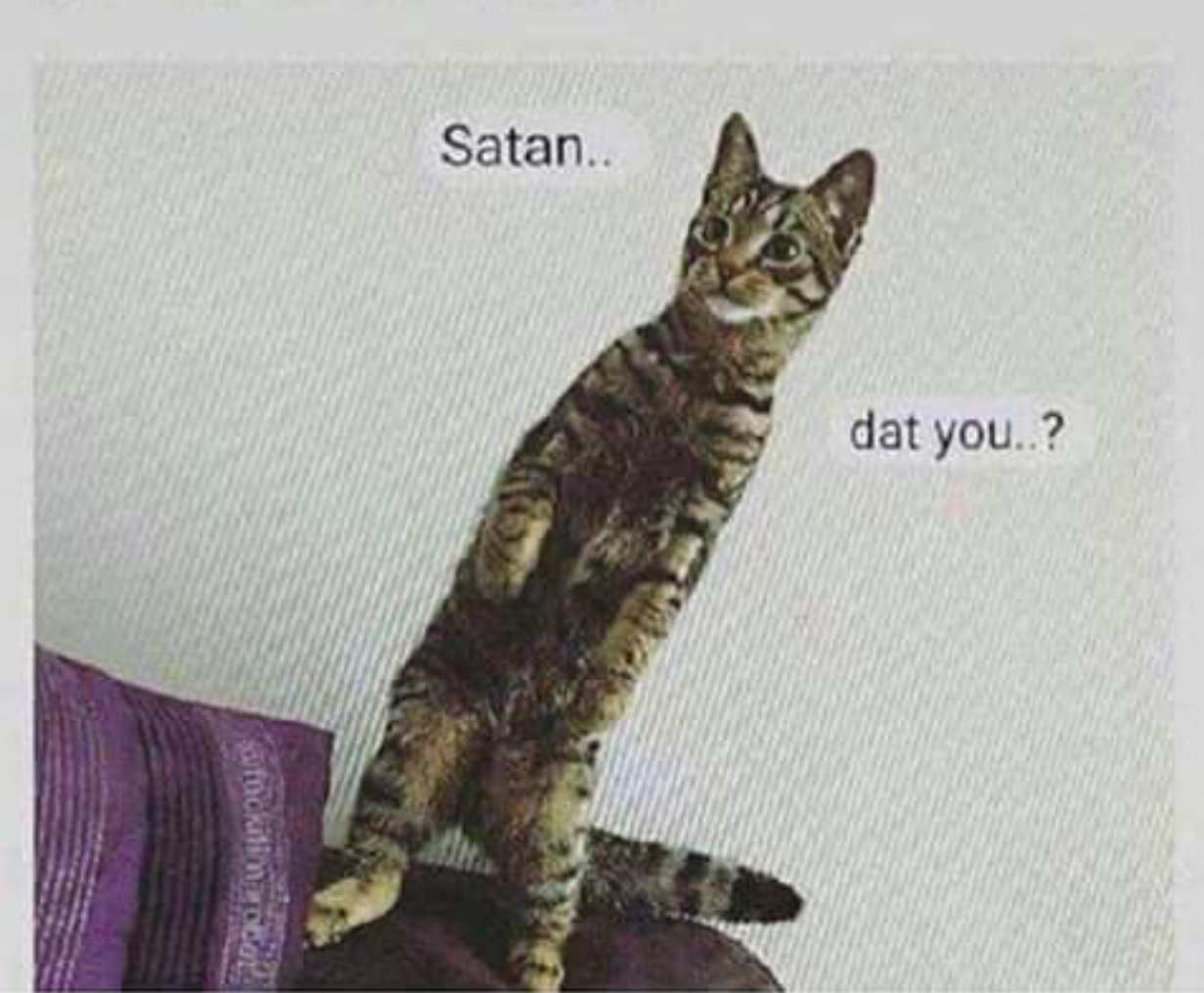 High Quality Satan dat you cat Blank Meme Template