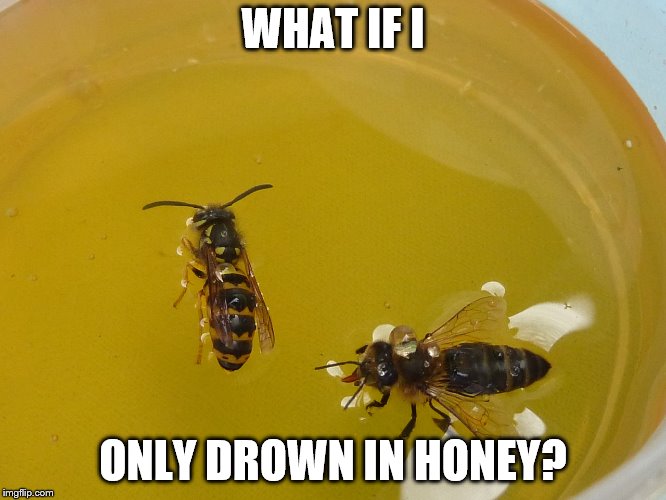 WHAT IF I ONLY DROWN IN HONEY? | made w/ Imgflip meme maker