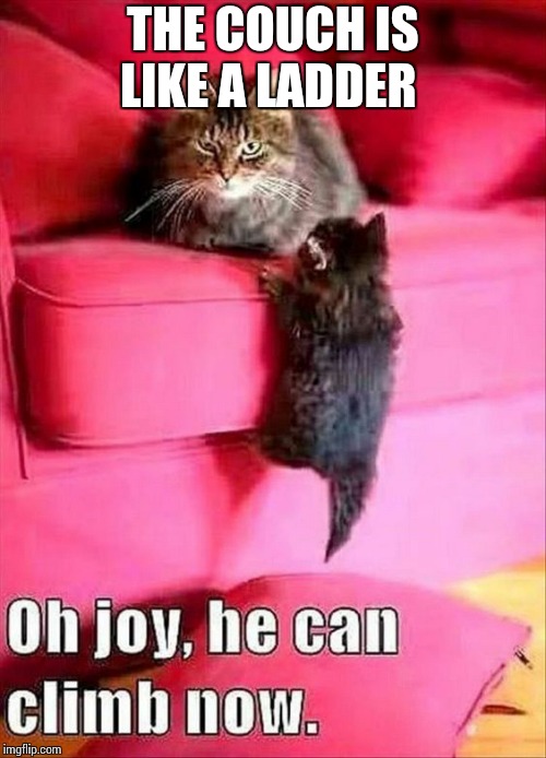 funny cats +baby cat | THE COUCH IS LIKE A LADDER | image tagged in funny cats baby cat | made w/ Imgflip meme maker