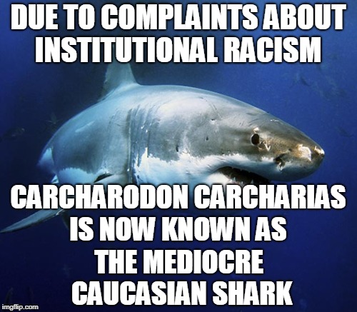 DUE TO COMPLAINTS ABOUT INSTITUTIONAL RACISM THE MEDIOCRE CAUCASIAN SHARK CARCHARODON CARCHARIAS IS NOW KNOWN AS | made w/ Imgflip meme maker