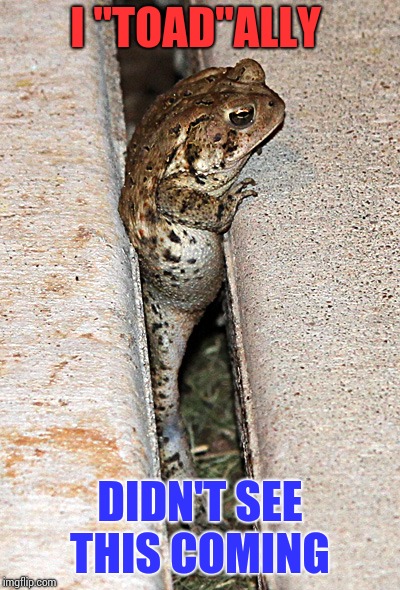 Concrete Slab Week - May 27 - Jun 4. A SilicaSandwhich and Clinkster event. Make people lose even more faith in the internet! | I "TOAD"ALLY; DIDN'T SEE THIS COMING | image tagged in memes,concrete,concrete slab week,clinkster,silicasandwich | made w/ Imgflip meme maker