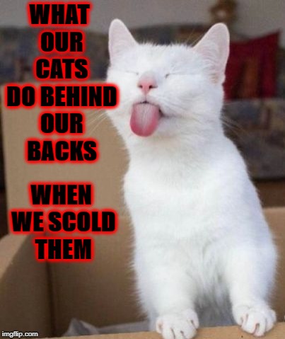 WHAT OUR CATS DO BEHIND OUR BACKS; WHEN WE SCOLD THEM | image tagged in behind our backs | made w/ Imgflip meme maker