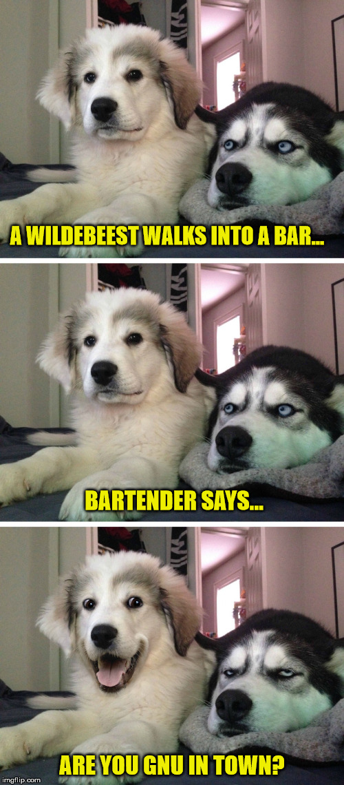 Return of the pun dogs | A WILDEBEEST WALKS INTO A BAR... BARTENDER SAYS... ARE YOU GNU IN TOWN? | image tagged in bad pun dogs | made w/ Imgflip meme maker