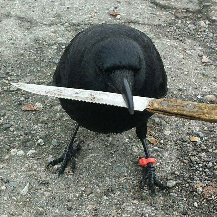 #DeadlyBod #Crow #Knife Blank Meme Template