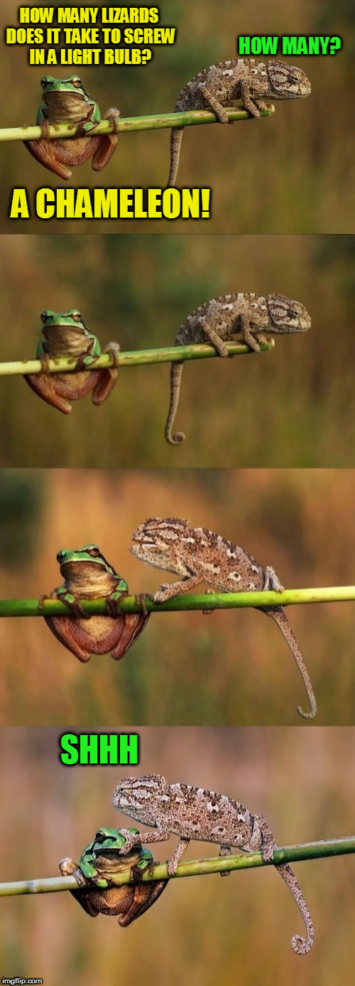 A Mini Dash/Dashhopes Sunday meme of bad puns :) | HOW MANY? HOW MANY LIZARDS DOES IT TAKE TO SCREW IN A LIGHT BULB? A CHAMELEON! SHHH | image tagged in meme,mini dash,frog,chameleon,jokes,pun | made w/ Imgflip meme maker
