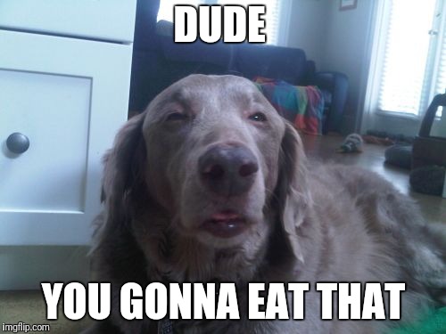High Dog | DUDE; YOU GONNA EAT THAT | image tagged in memes,high dog | made w/ Imgflip meme maker