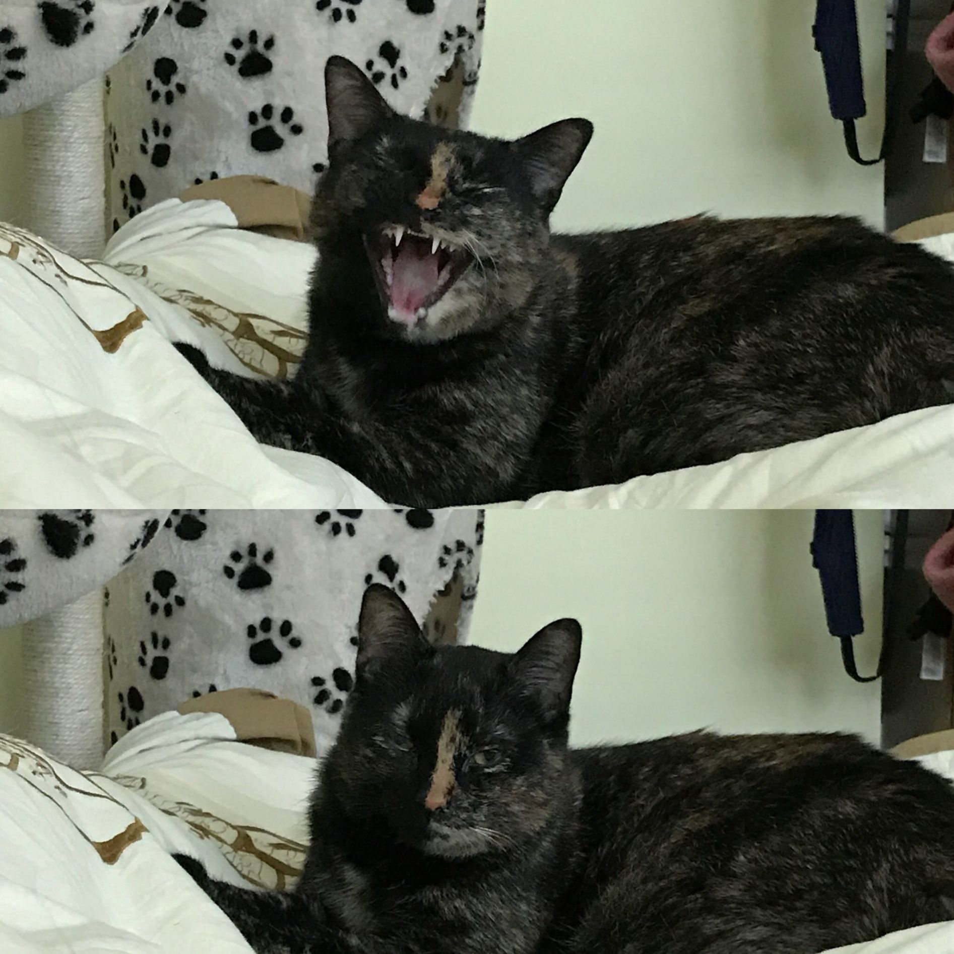 High Quality Funny cat Blank Meme Template