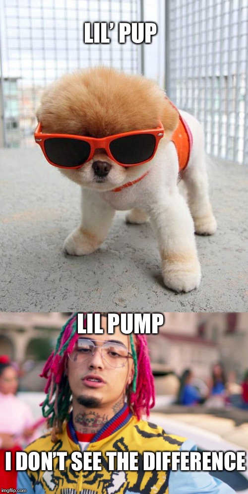 Lil pup/lil pump | LIL’ PUP; LIL PUMP; I DON’T SEE THE DIFFERENCE | image tagged in funny | made w/ Imgflip meme maker